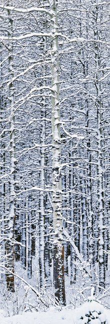 Snow-covered forest with tall bare trees and a winter scene