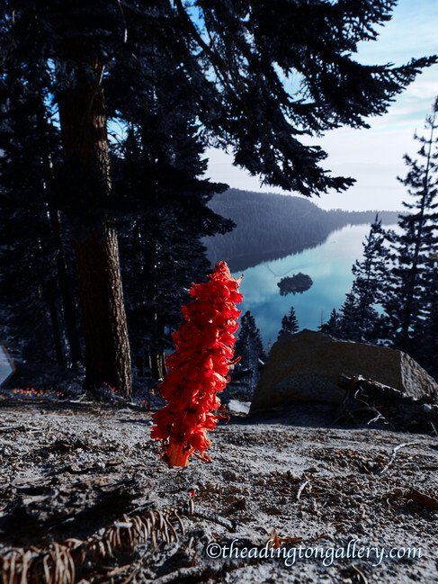 Red flower cluster in a forest clearing overlooking a blue lake and distant hills.