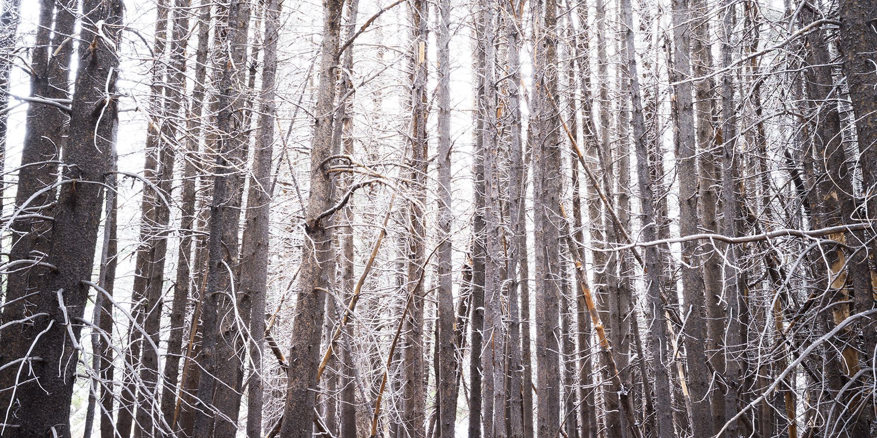 Snowy birch forest with tall white trunks and bare branches in winter