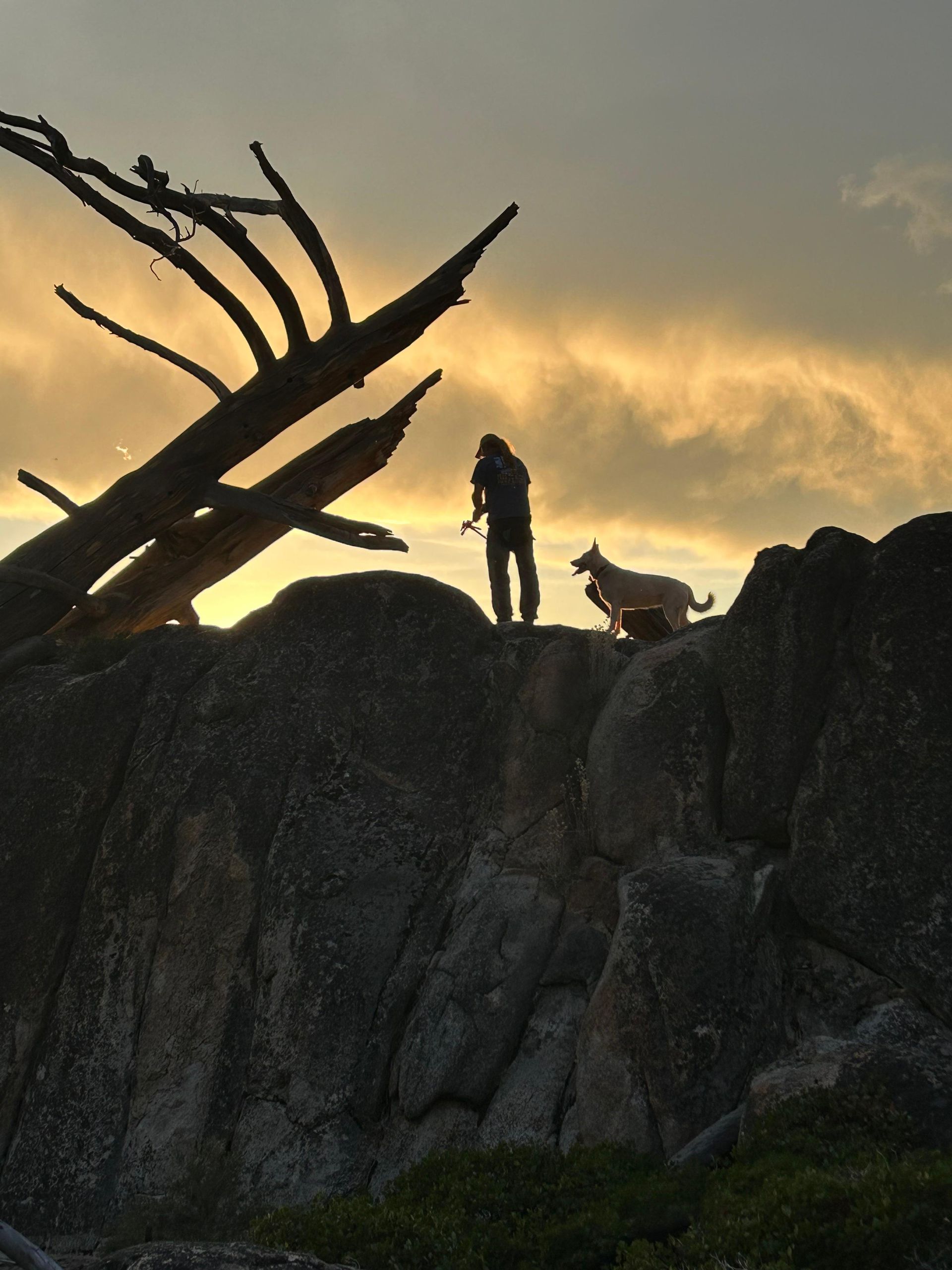 Silhouetted person and dog on rocky ridge at sunset, with dark branches against a golden sky