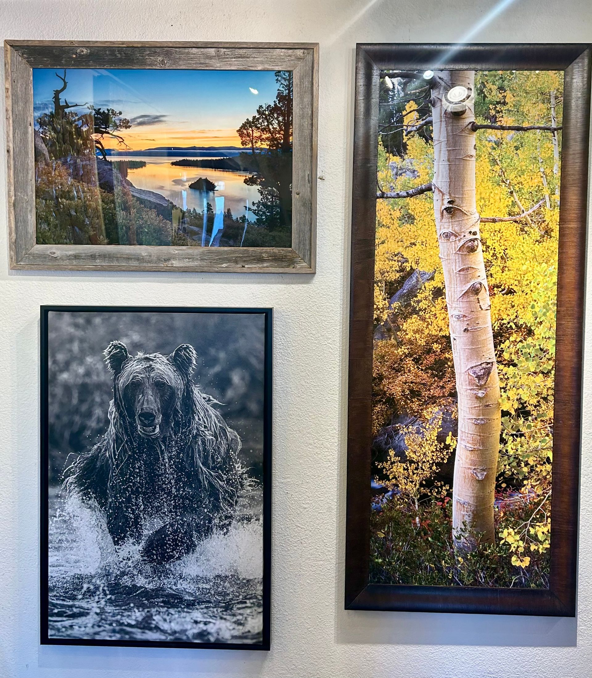 Three framed landscape photos: sunset over water, birch trees in autumn, and a snowy bear scene.