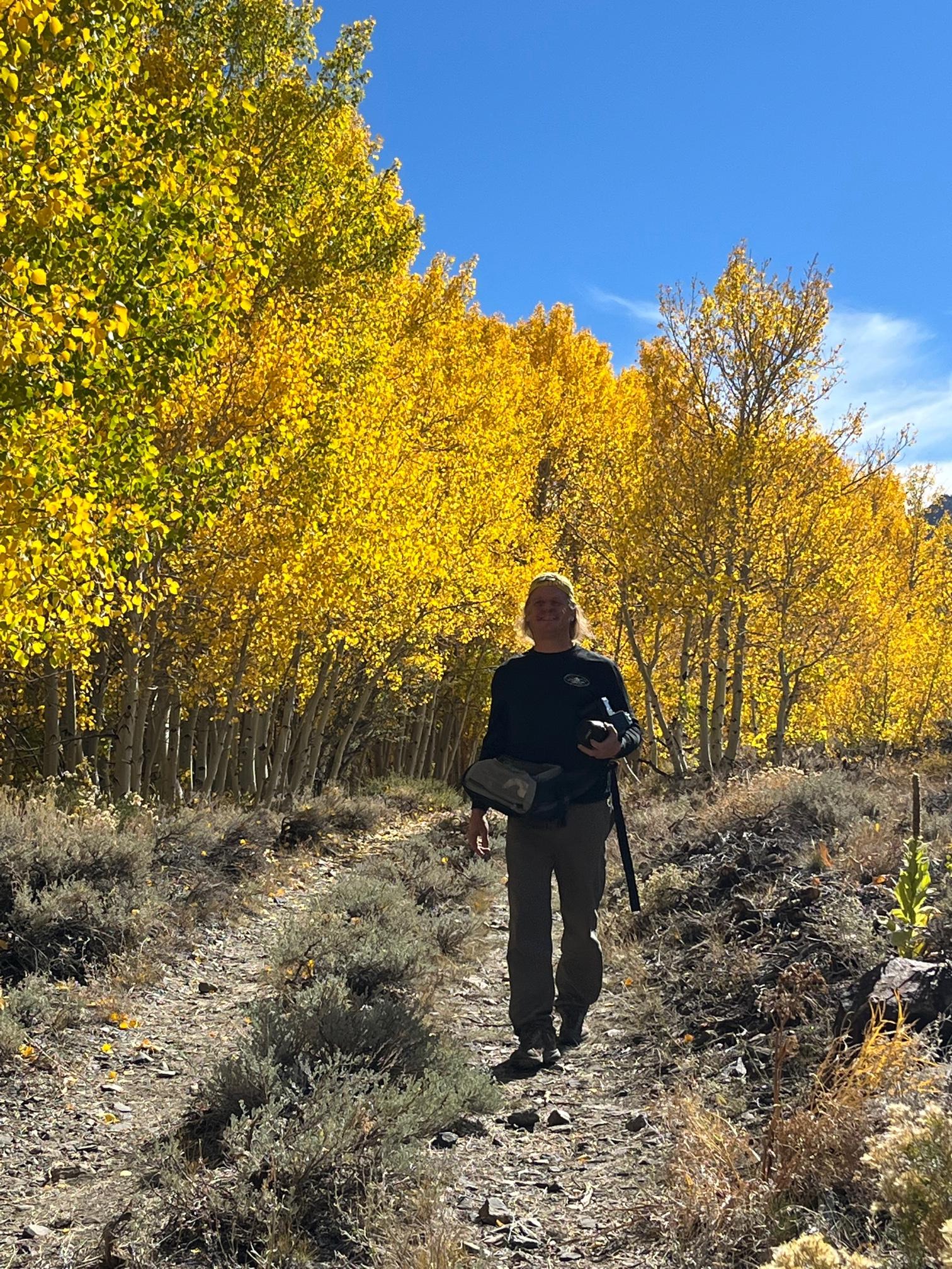 Hiker walking on a trail through bright yellow autumn trees under a clear blue sky