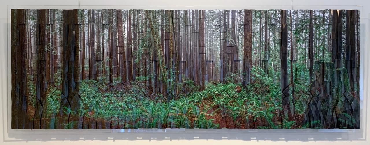 Dense forest of tall straight trees with green undergrowth and a narrow path in the foreground