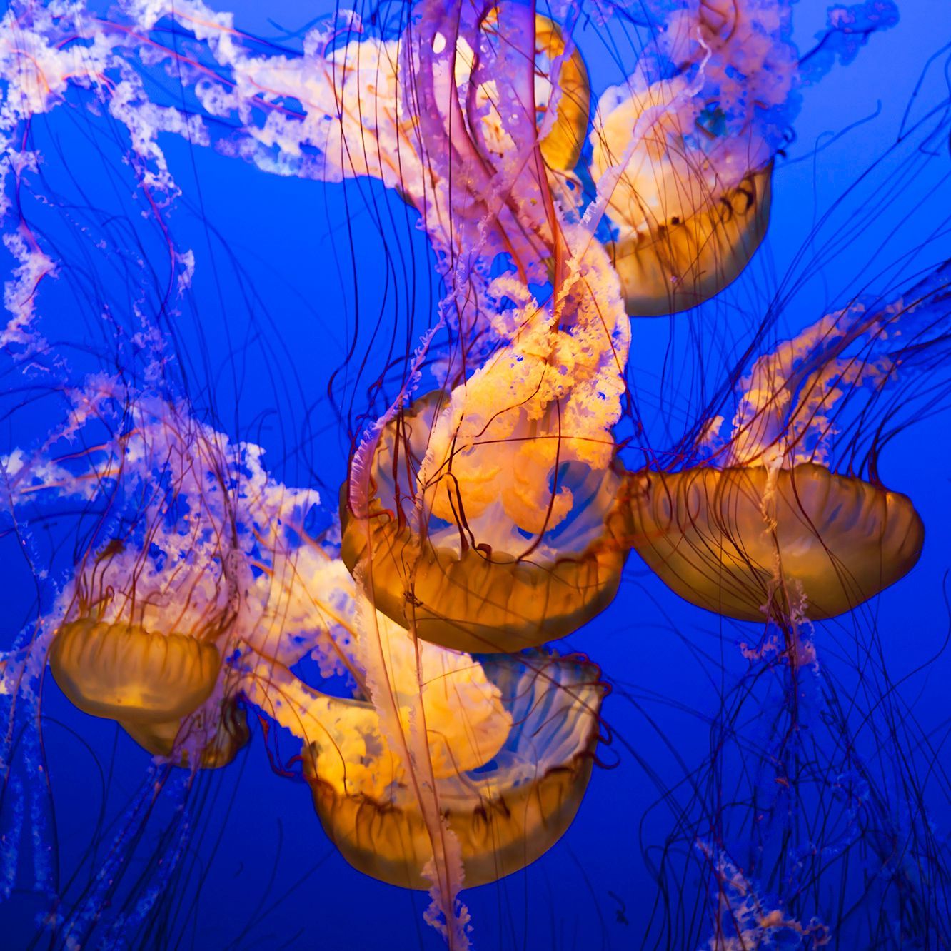 Orange jellyfish floating in vivid blue water
