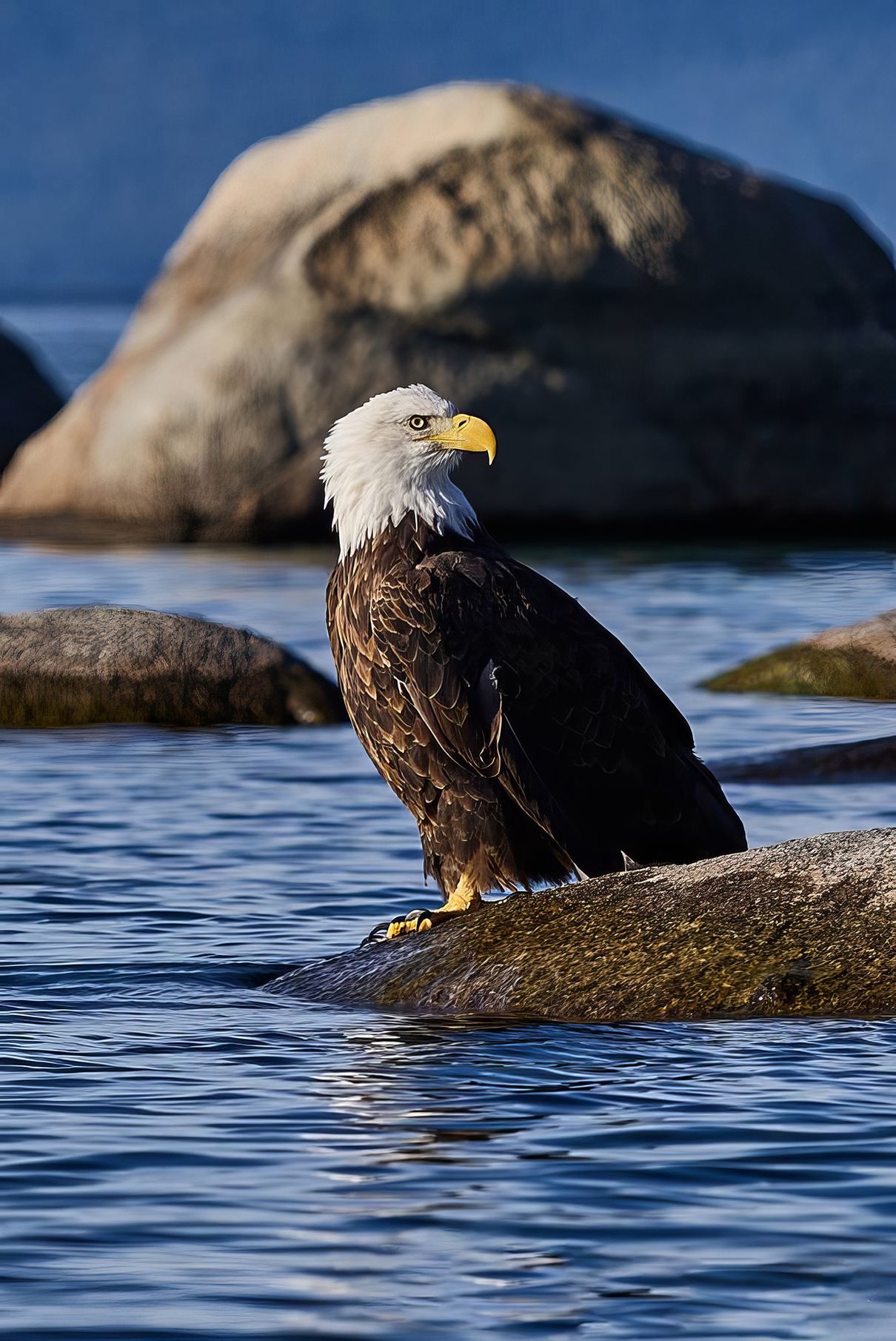 Bald eagle perched on a rock in blue water with a blurred boulder in the background