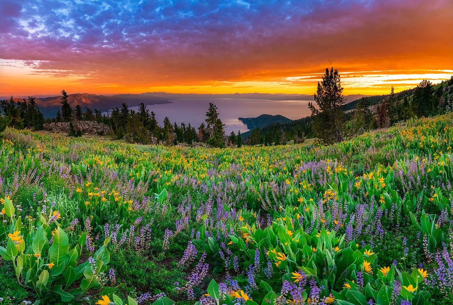 Colorful wildflower meadow at sunset with a glowing orange-purple sky over distant hills