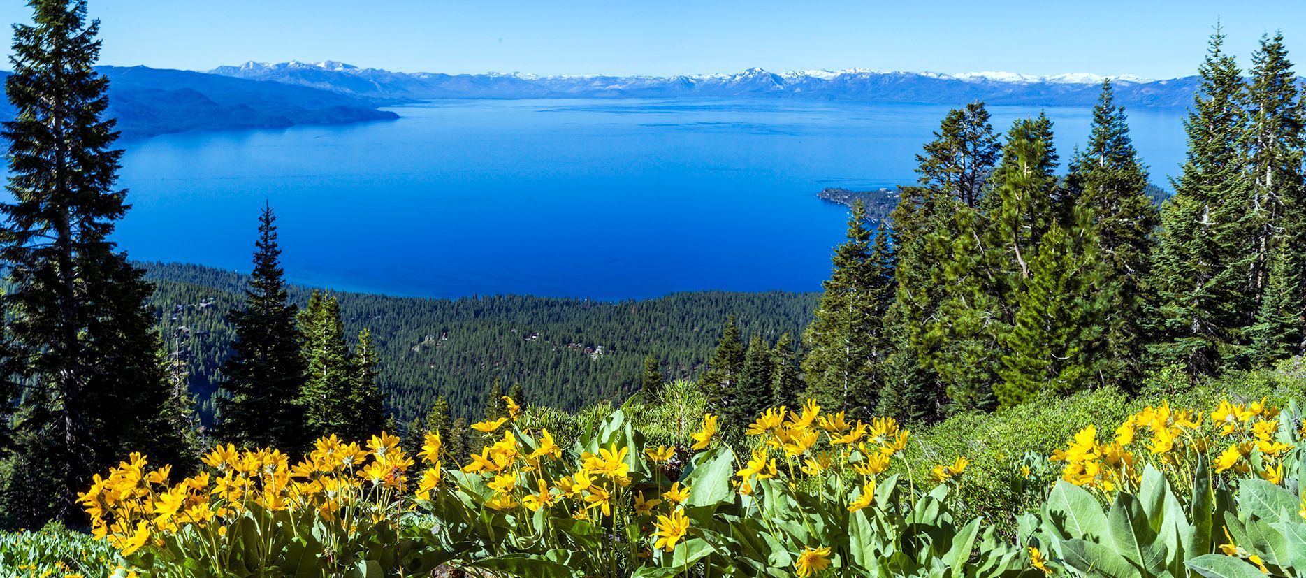 Lake view from a forested hillside with yellow wildflowers in the foreground and snow-capped mountains beyond