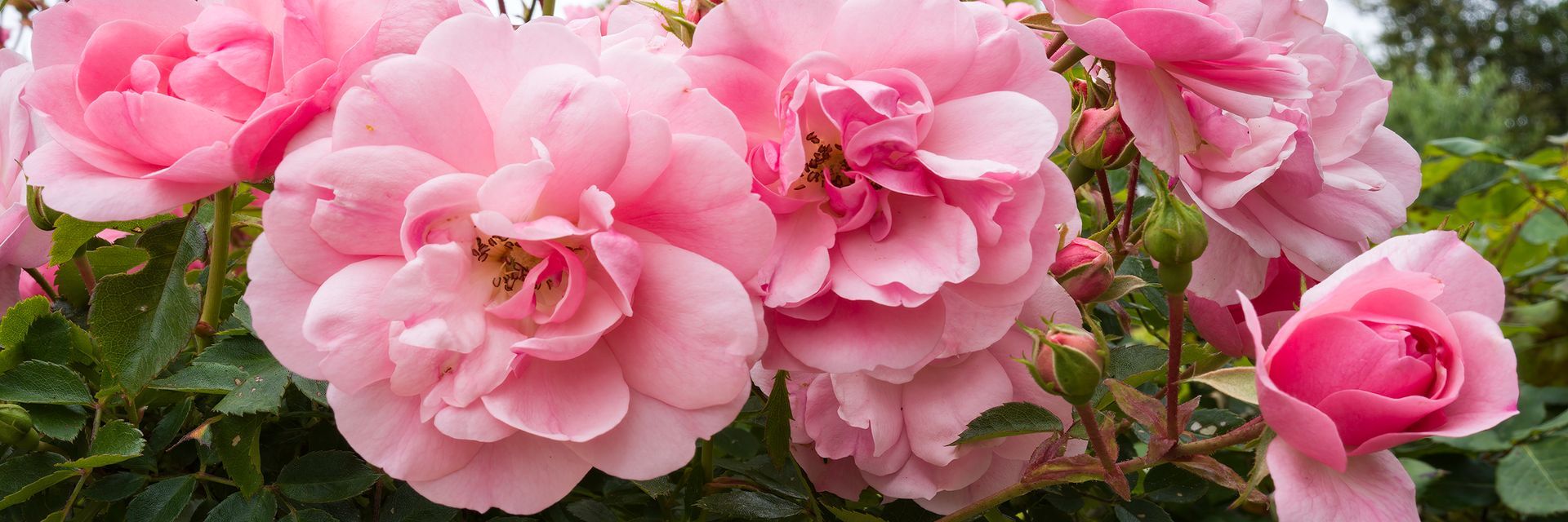 Cluster of pink roses in full bloom with green leaves