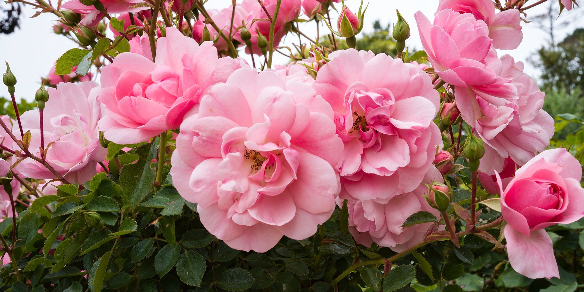 Cluster of pink roses blooming on a leafy green shrub