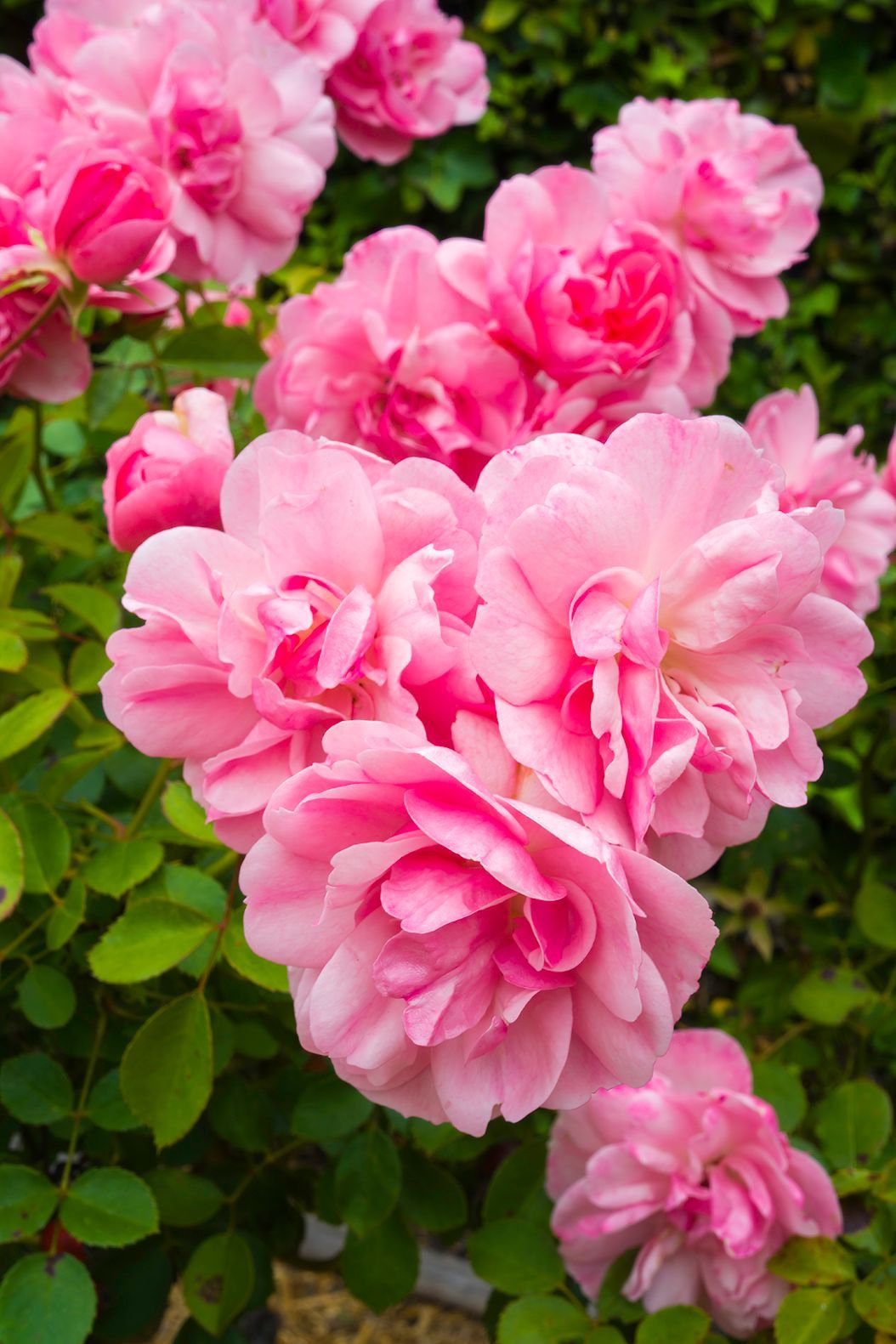 Pink rose blooms with layered petals and green leaves in a garden.