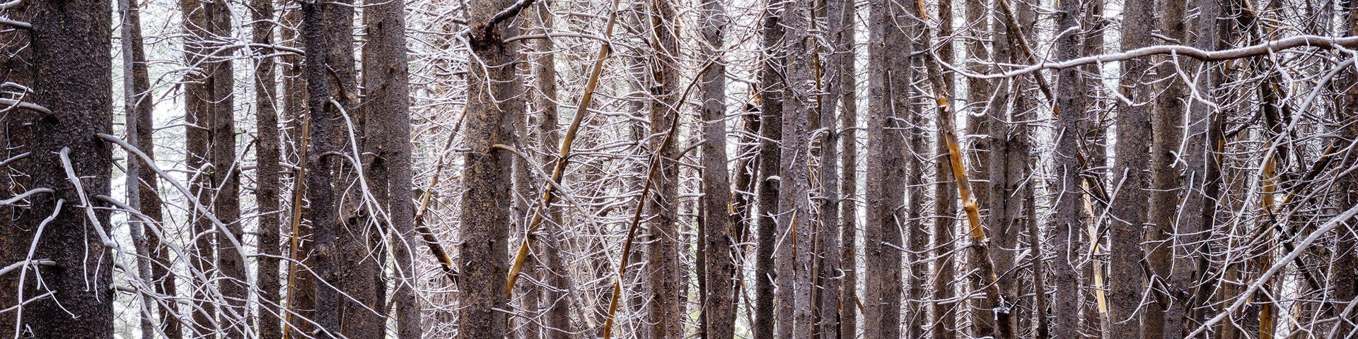 Snow-covered birch forest with tall white trunks and bare branches in winter
