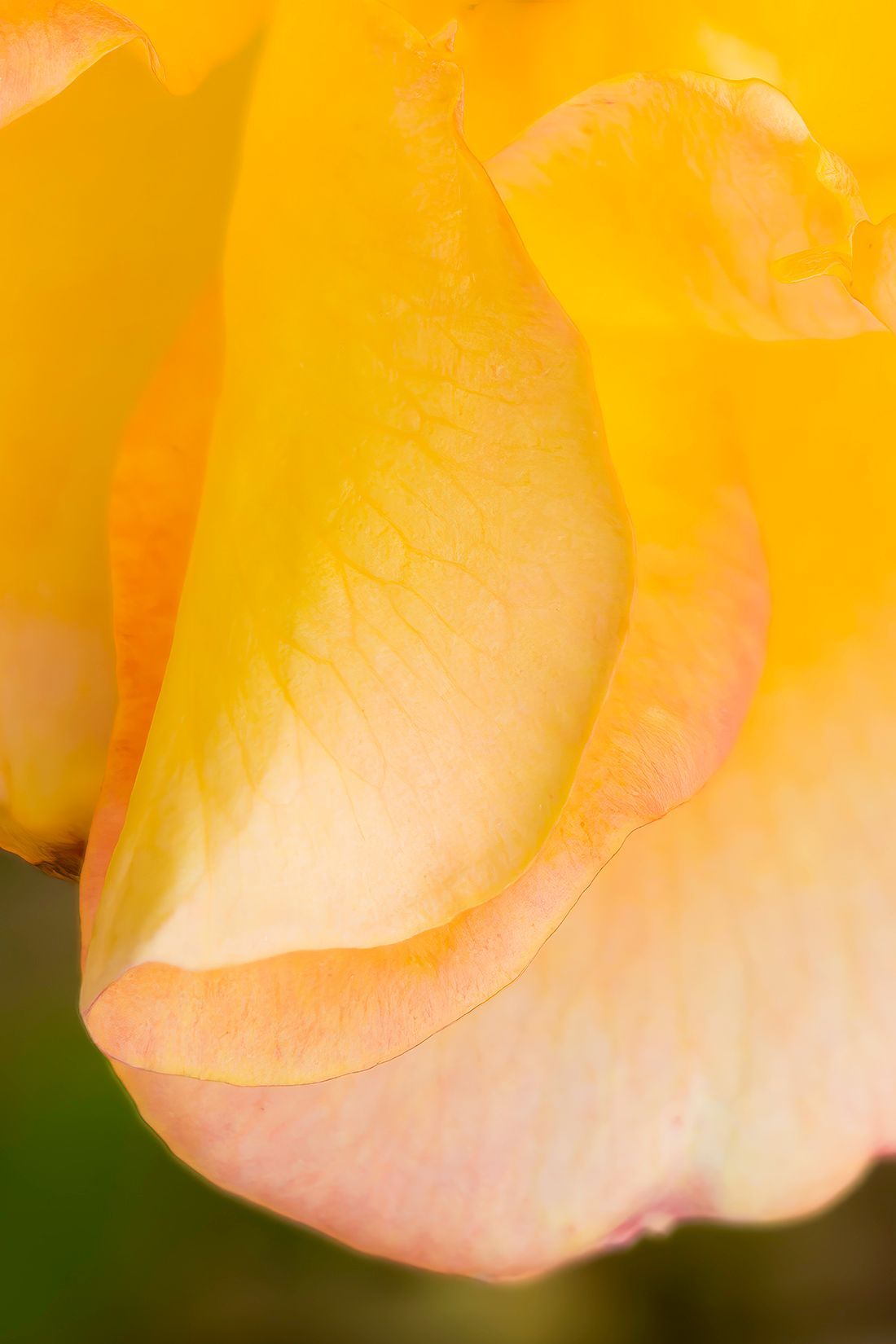 Close-up of a yellow rose petal with soft pink edges and blurred background