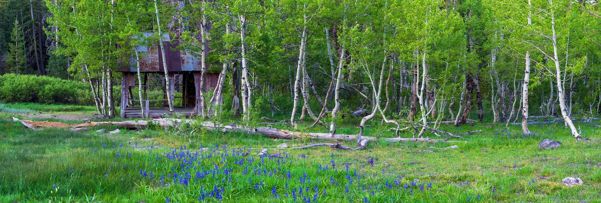 Small wooden cabin in a lush green meadow with white birch trees and purple wildflowers