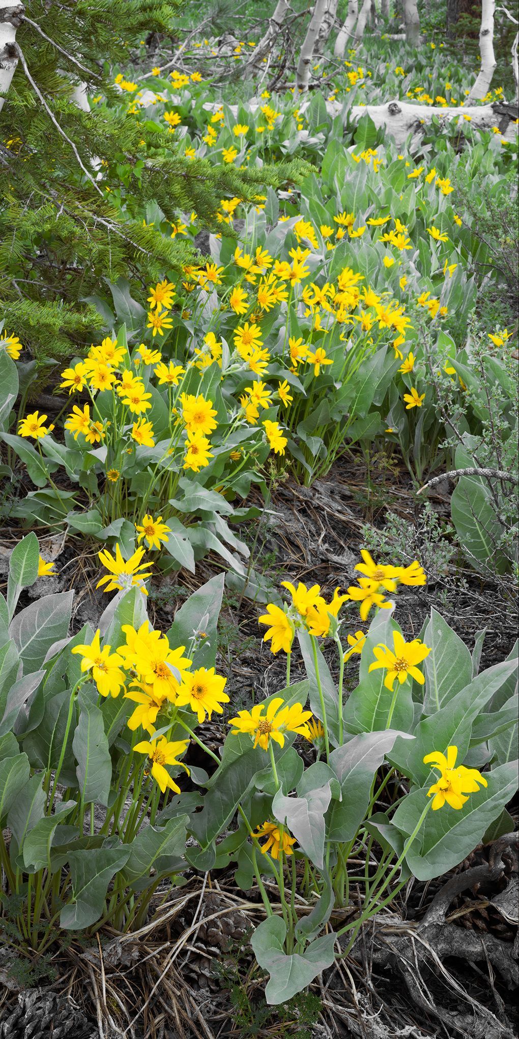Yellow wildflowers with gray-green leaves growing among rocks and dry grass.