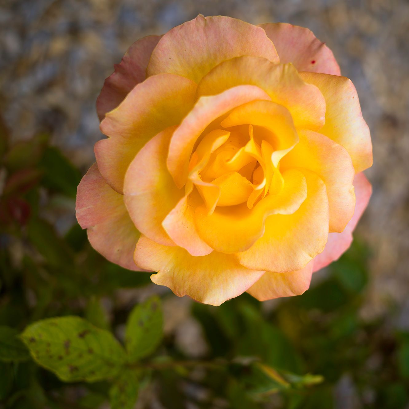 Yellow rose with soft pink edges blooming against a blurred garden background