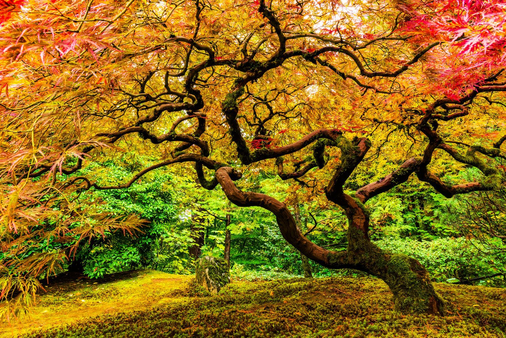 Vibrant autumn tree with red, orange, and yellow leaves in a lush green forest