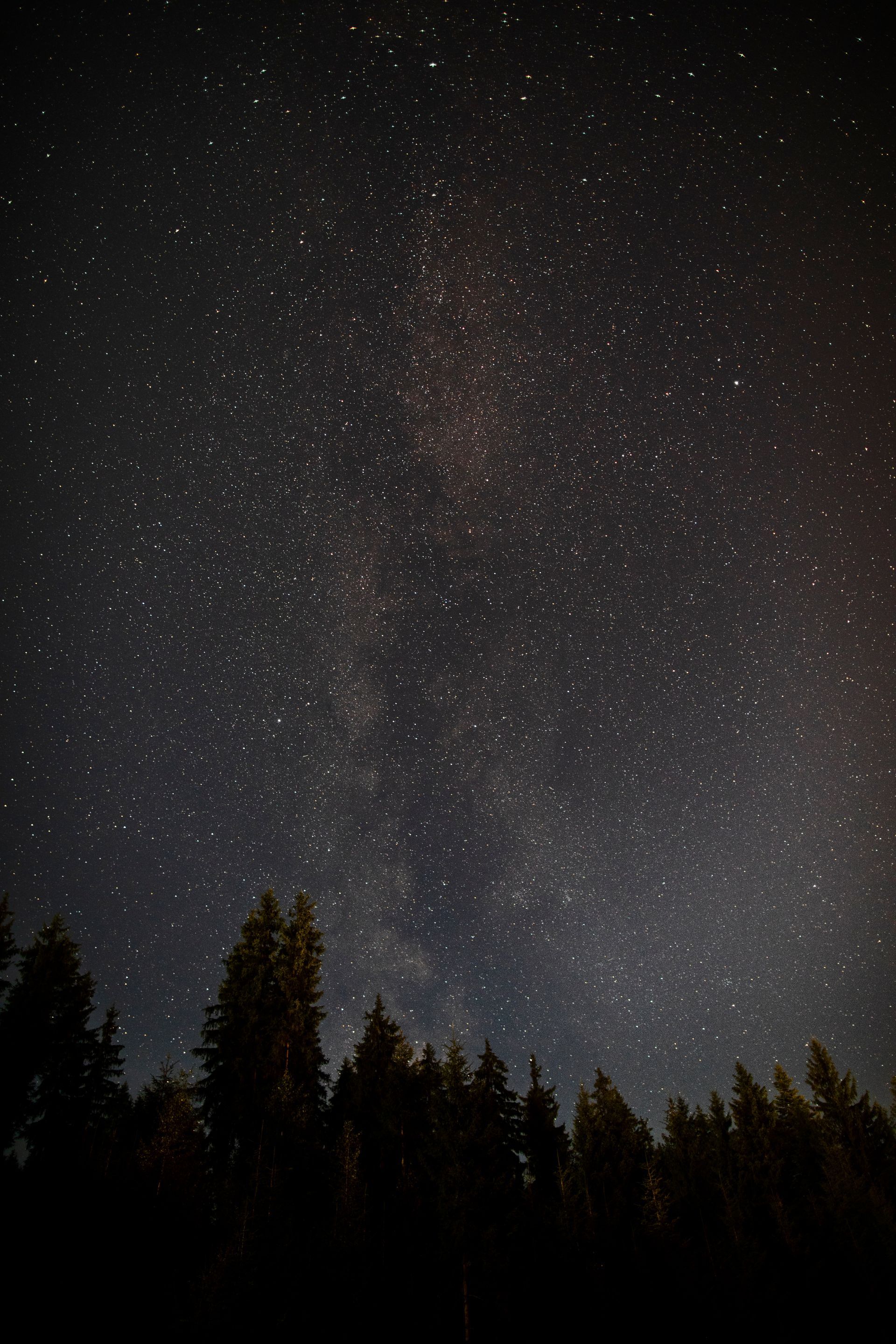 Um céu escuro cheio de pontos de luz emitida pelas milhares de estrelas visíveis à noite no meio da floresta.
