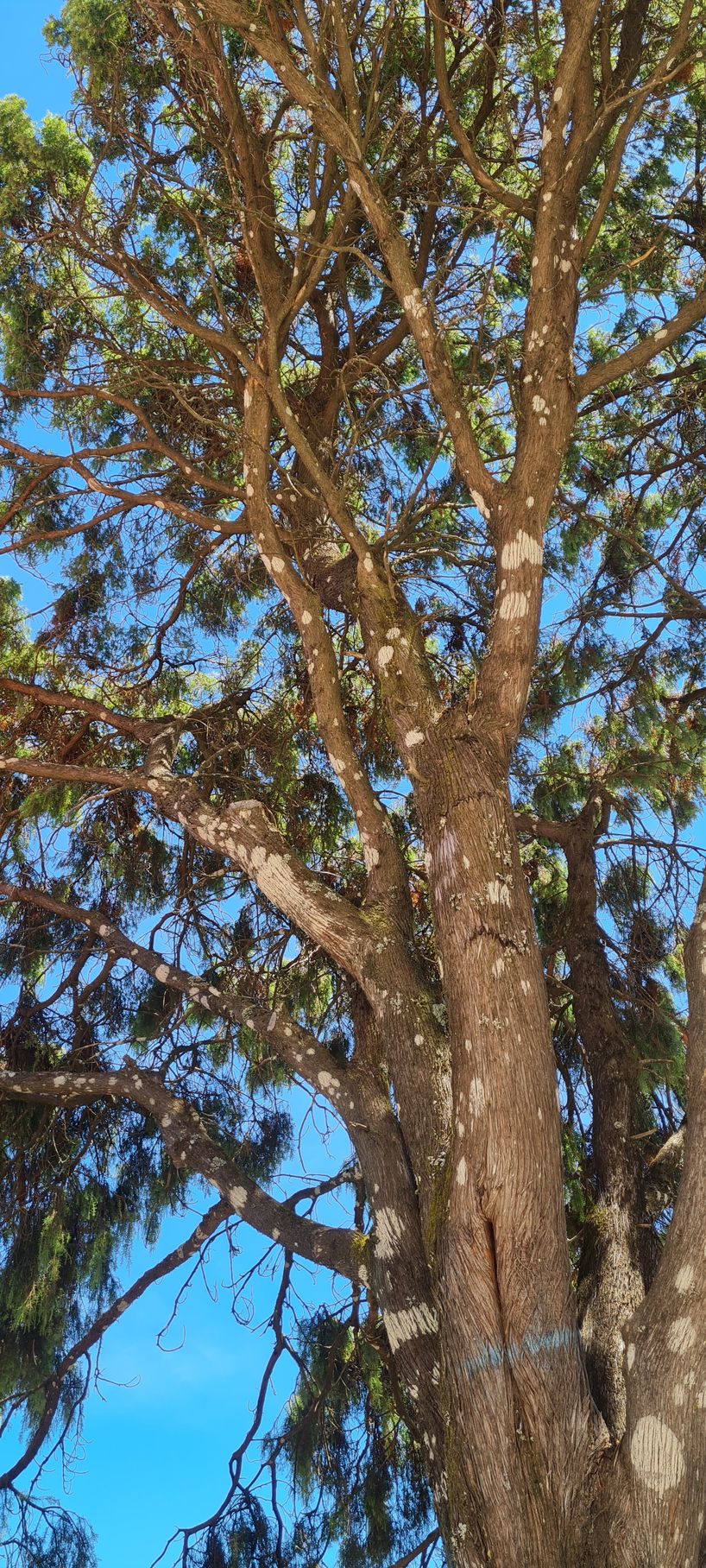 Um arbusto em forma de árvore de zimbro com um frondoso tronco e ramos sob um céu azul.