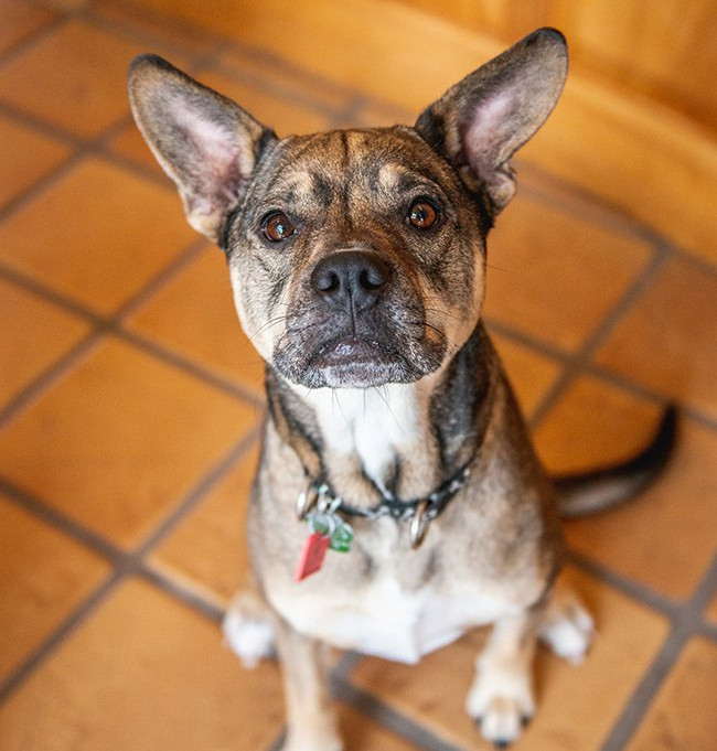 Office dog Koira