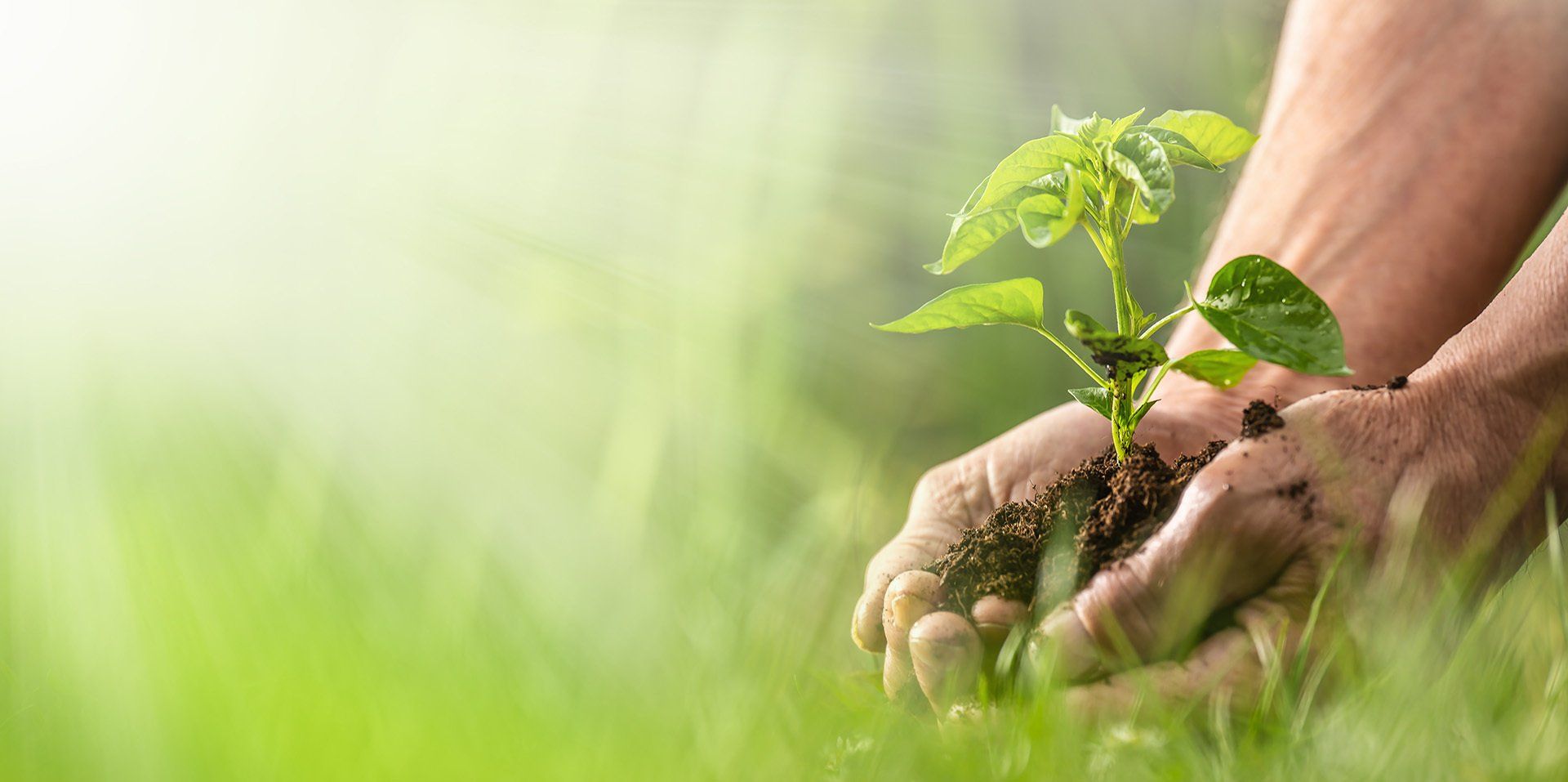 Person holding a plant