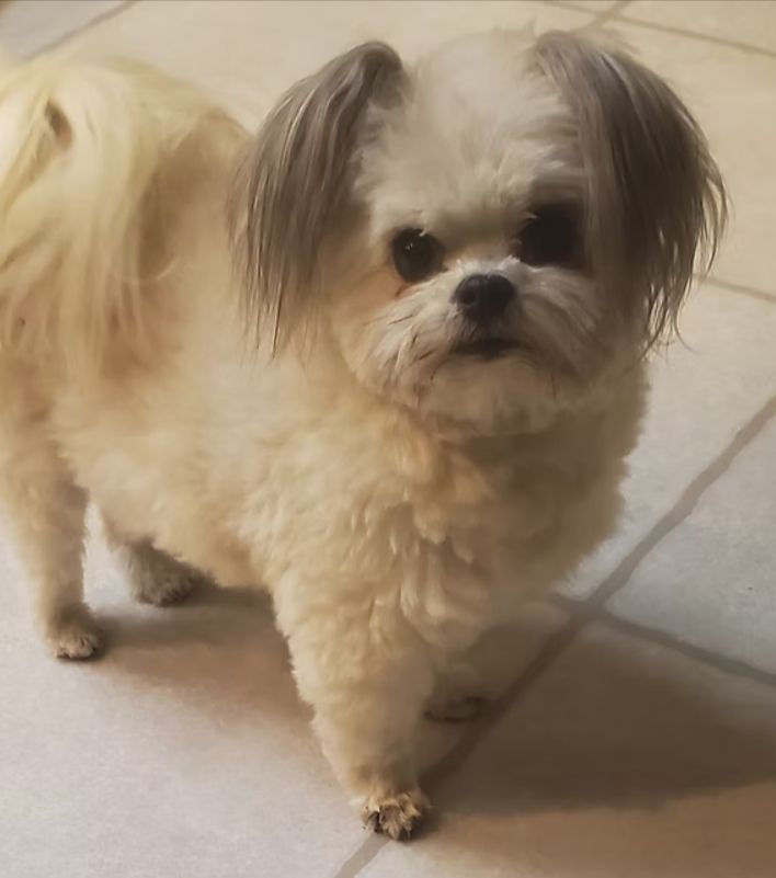 Small fluffy cream-and-brown dog standing on a tiled floor, facing the camera.