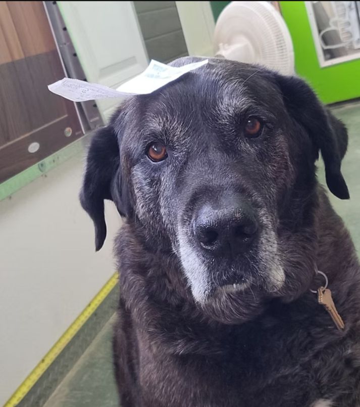 Black dog with a gray muzzle sitting indoors, wearing a collar and looking at the camera.