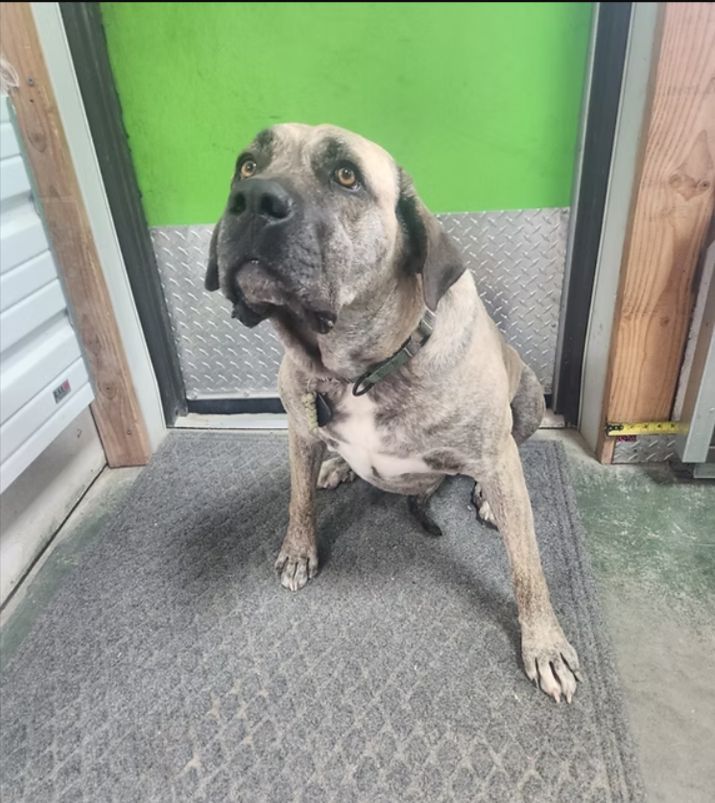 Large gray dog sitting in a doorway on a gray mat, with a bright green door behind it.