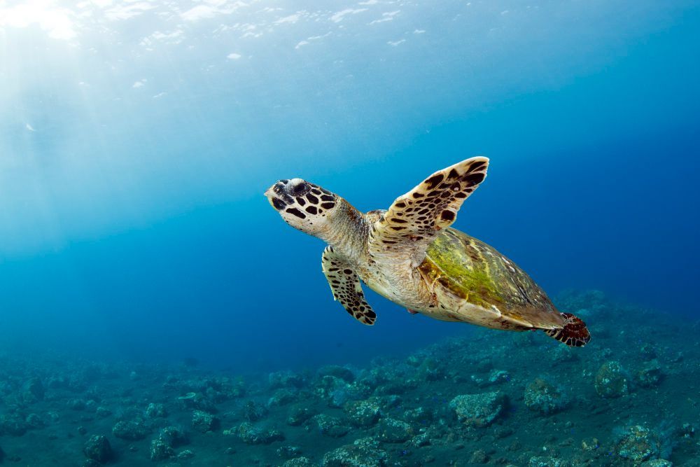 Sea turtle swimming underwater in clear blue ocean above a reef