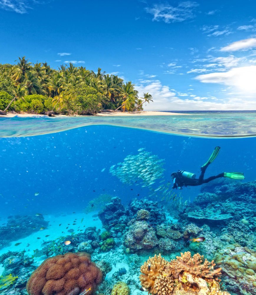 Snorkeler over coral reef near tropical beach with clear blue water and palm-lined shore