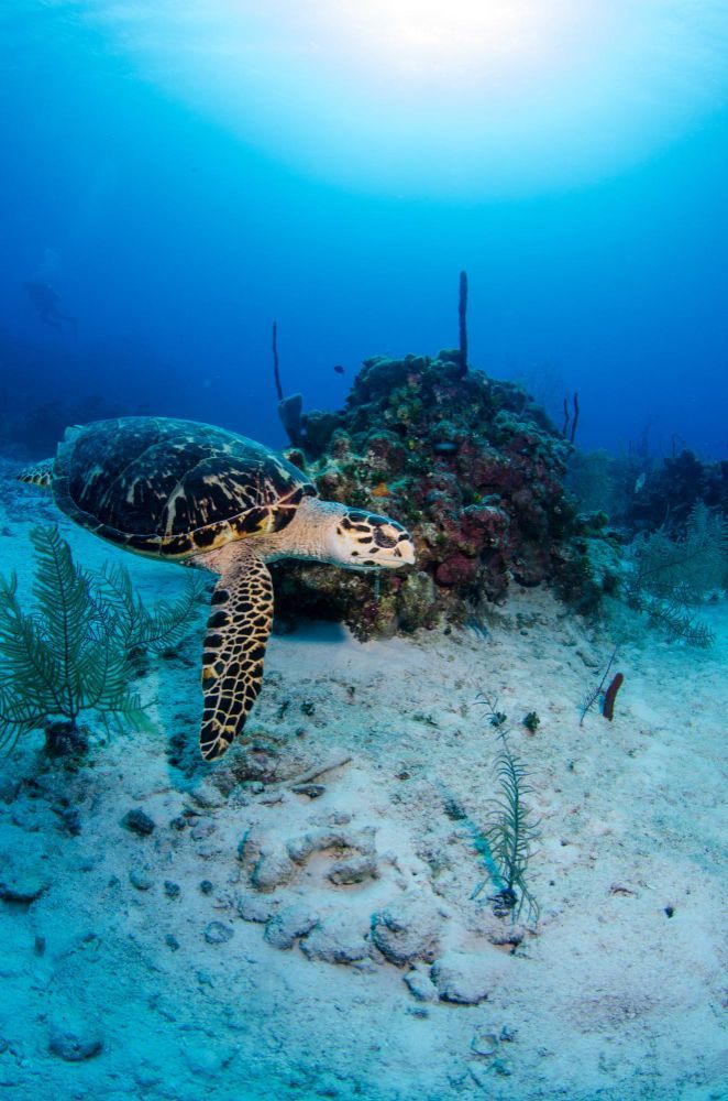 Sea turtle swimming over a coral reef in clear blue ocean water