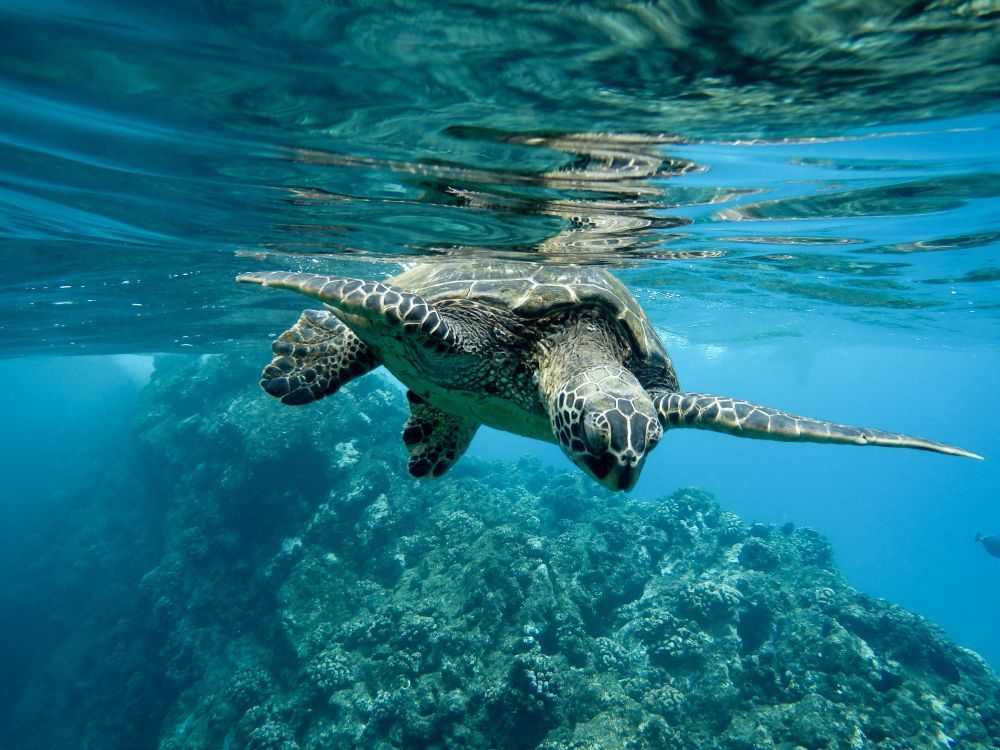 Sea turtle swimming underwater above a coral reef in clear blue water