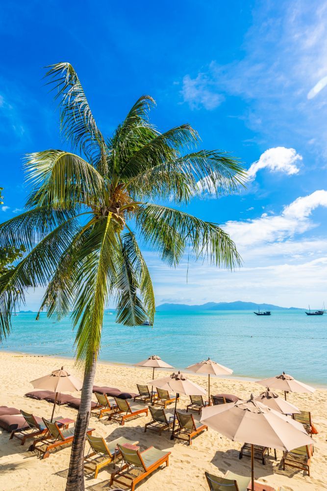 Tropical beach with palm tree, lounge chairs, umbrellas, and turquoise sea under a blue sky