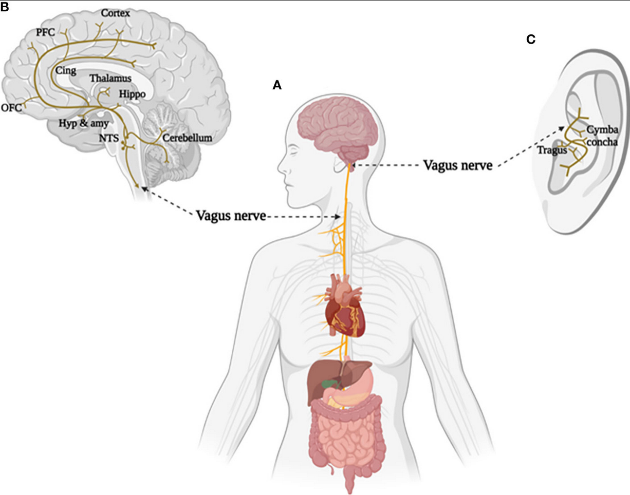 Diagram of the vagus nerve. The vagus nerve pathway is shown connected to the brain, heart, and digestive system.