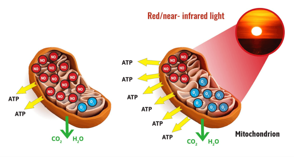 Diagram: Mitochondria absorbing red/near-infrared light, increasing ATP production and expelling CO2, H2O.