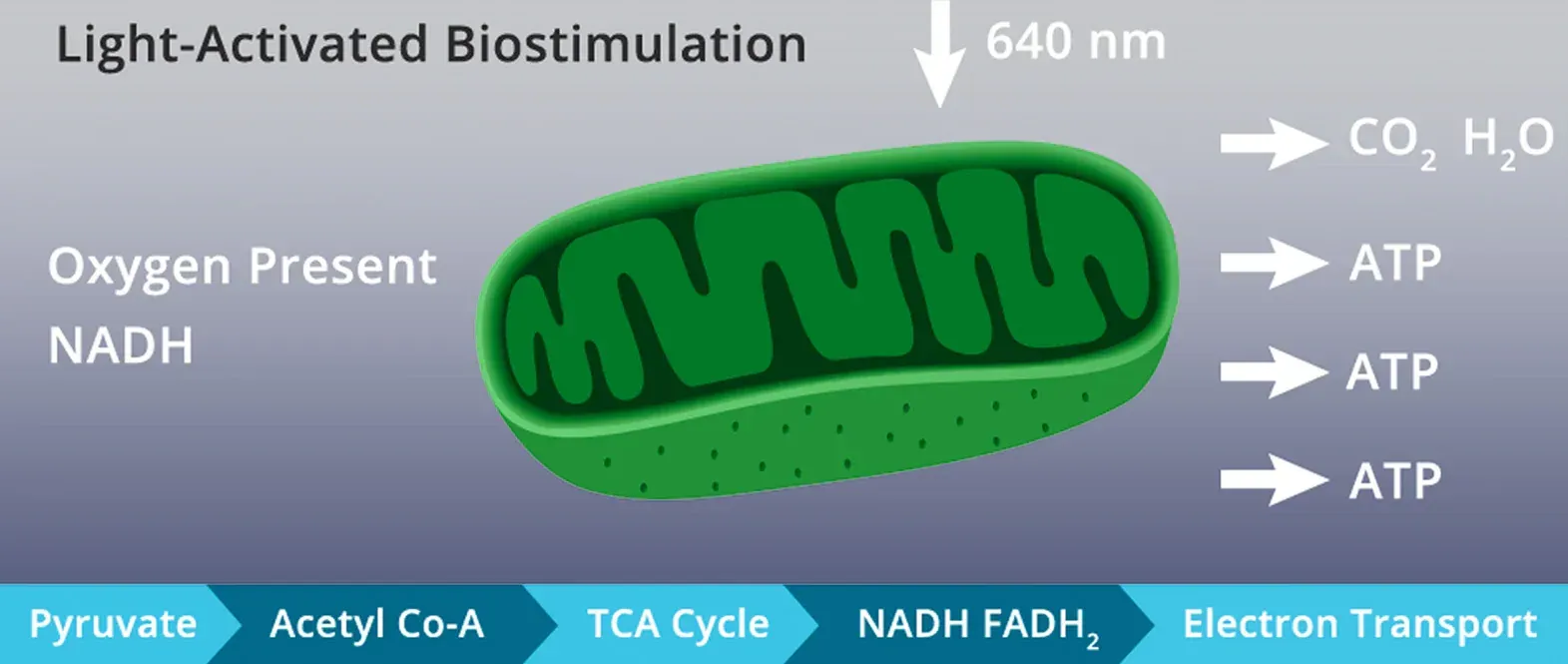Diagram of a mitochondrion stimulated by light (640 nm), producing ATP, CO2, and H2O.