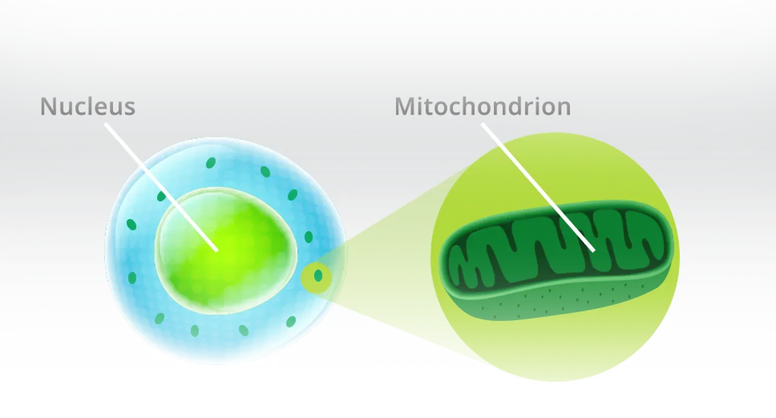 Diagram showing a cell with a nucleus and an enlarged mitochondrion, both green and blue.