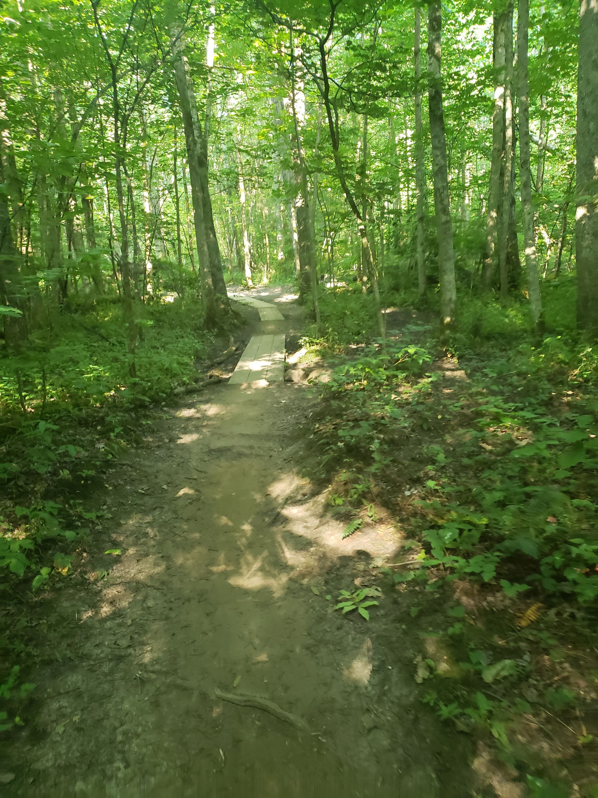 Wooded trail winding through a sunlit green forest