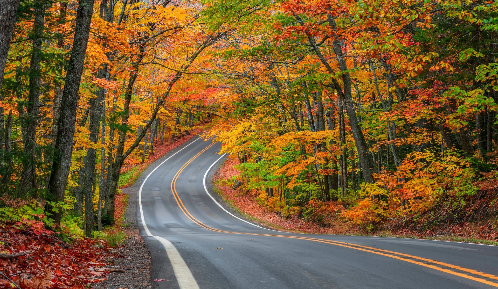Winding road through a forest of trees with vibrant orange, yellow, and green fall foliage.