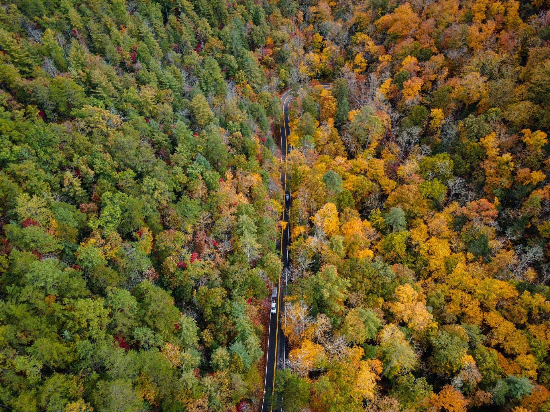 Aerial view of a road splitting a forest in two, with vibrant green trees on one side and golden trees on the other.