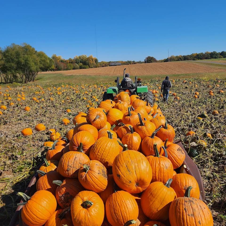 Gallery | White House Pumpkin Patch