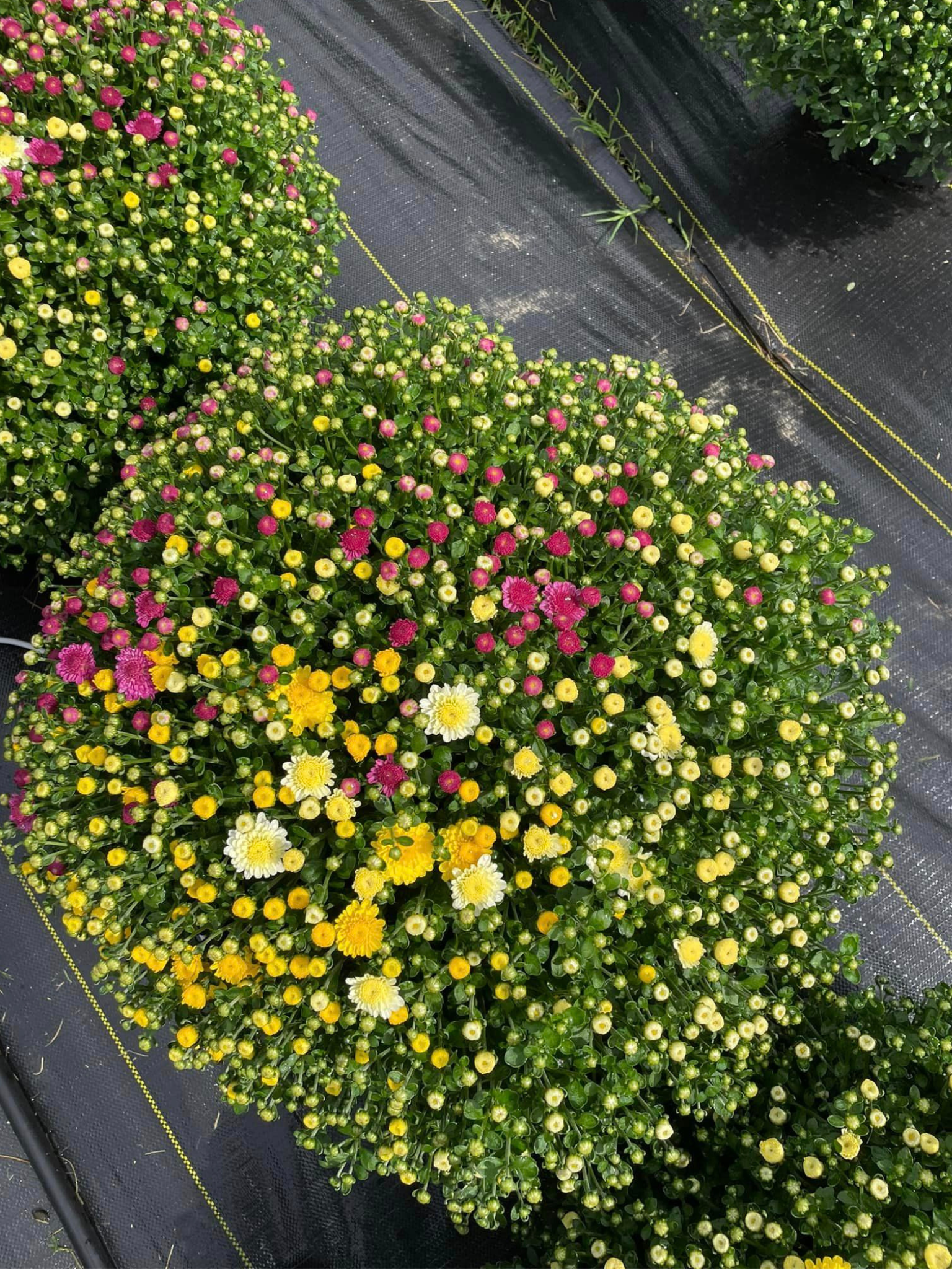 A bunch of yellow and pink flowers are growing in a garden.