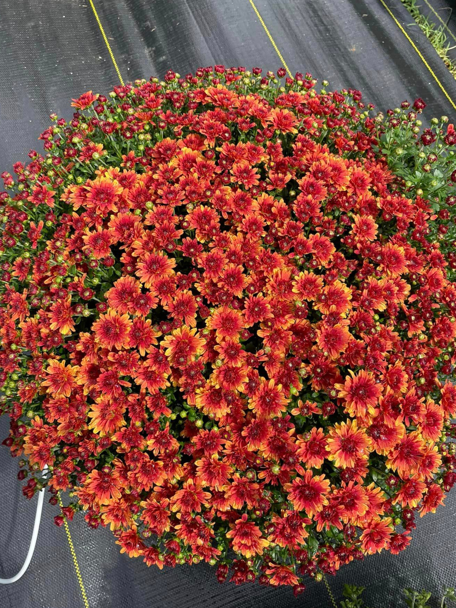 A close up of a potted plant with red and orange flowers.