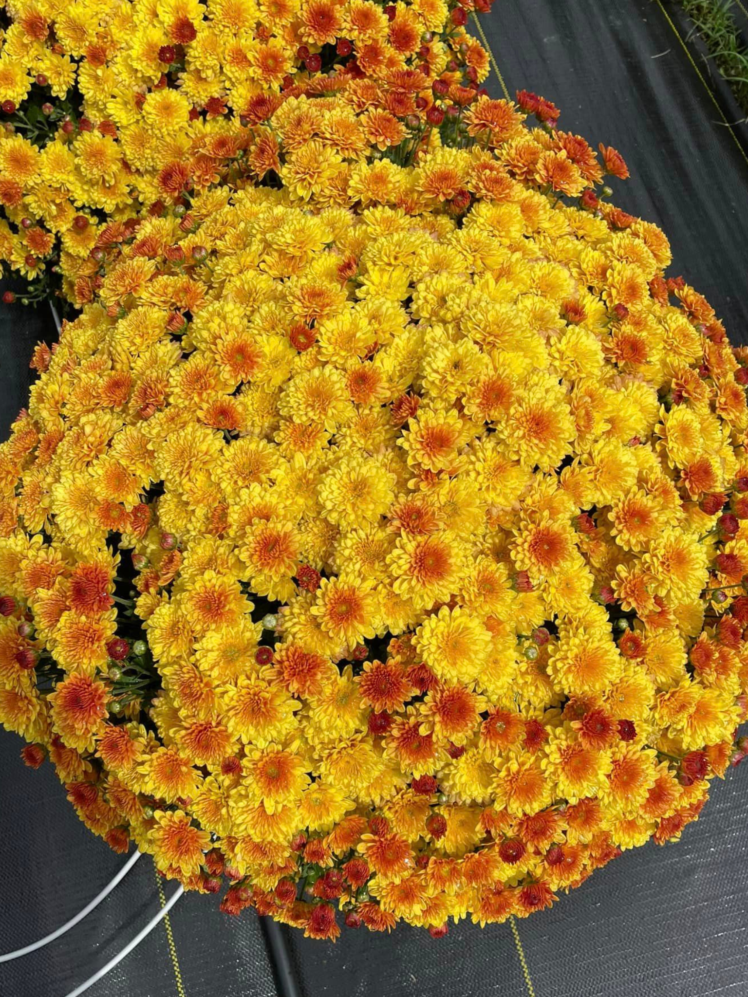 A bunch of yellow and orange flowers are sitting on a black surface.