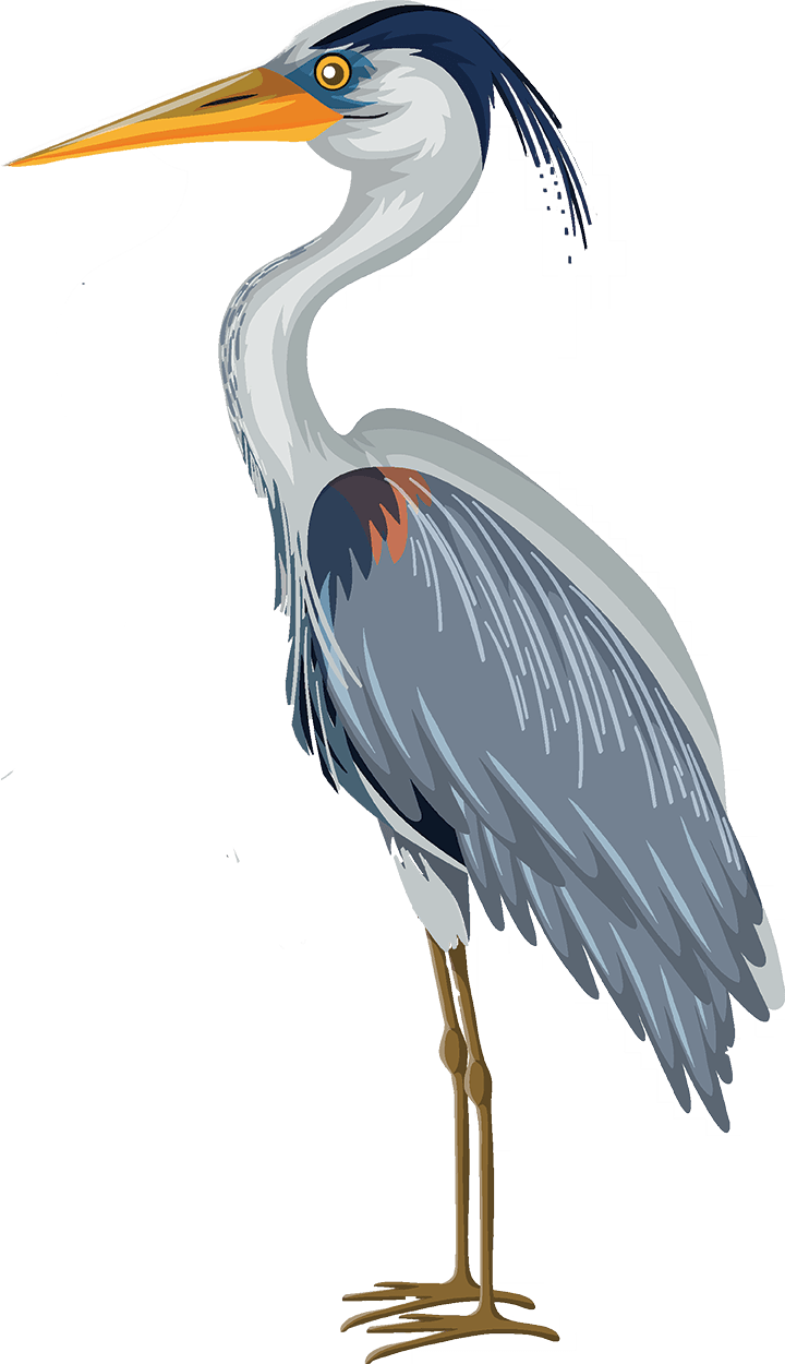 A heron with a long neck and orange beak is standing on a white background.