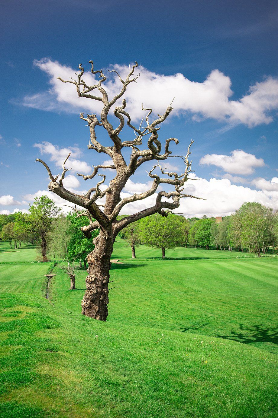 golf course view 2