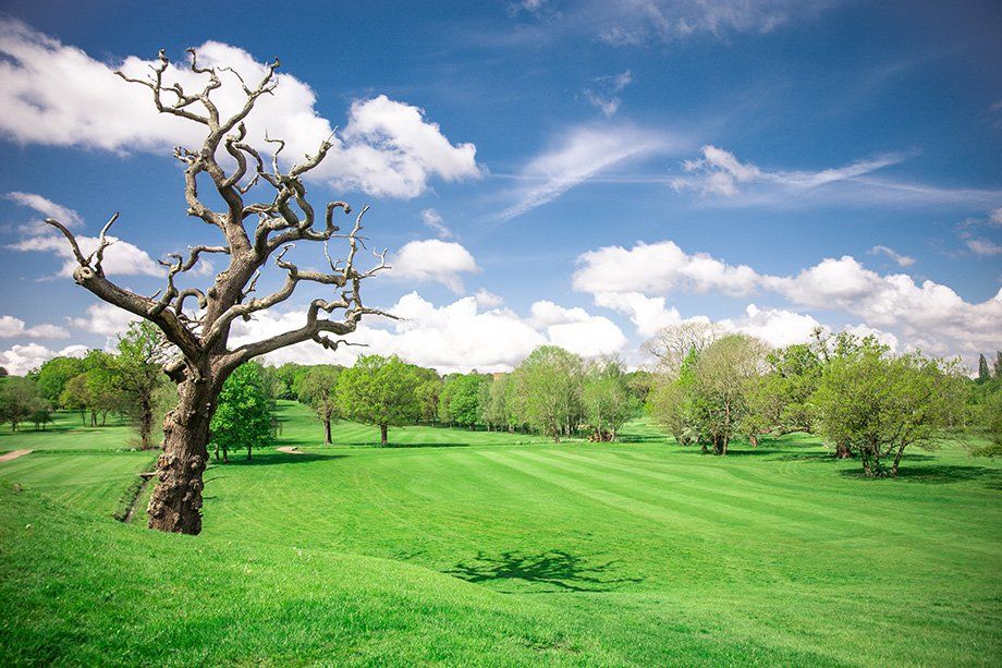 golf course view 6