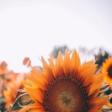 Bright orange sunflower in bloom against a soft, blurred sky and background flowers