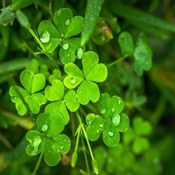 Green clover leaves covered with dew drops on a lush green background