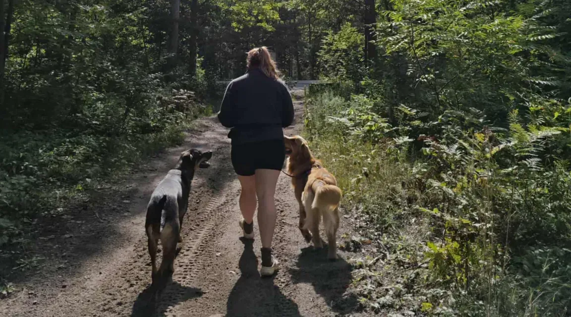 Person walking two dogs on a dirt path through a forest on a sunny day.