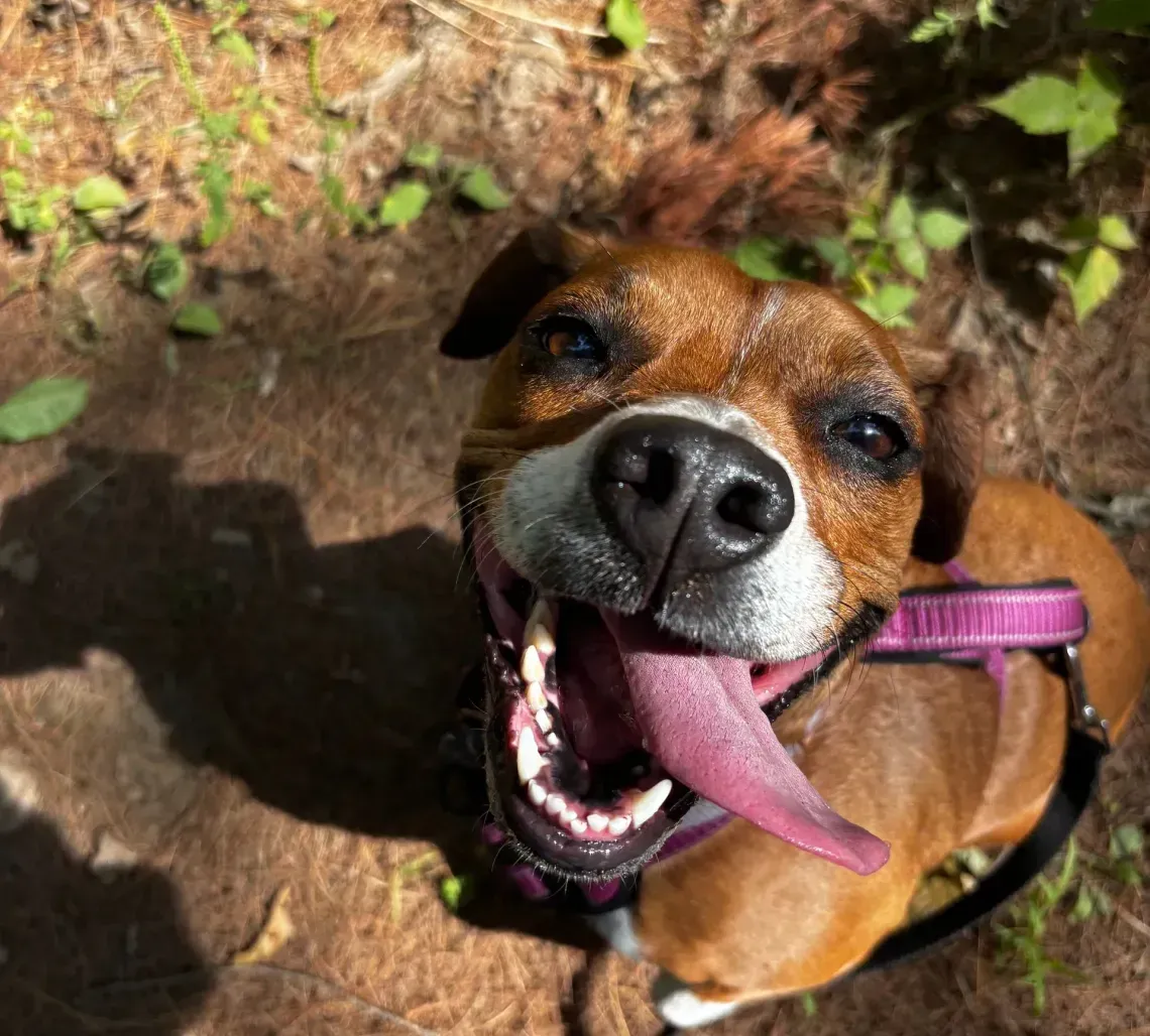 Brown dog with open mouth, long pink tongue, wearing a purple harness, outdoors, looking up.
